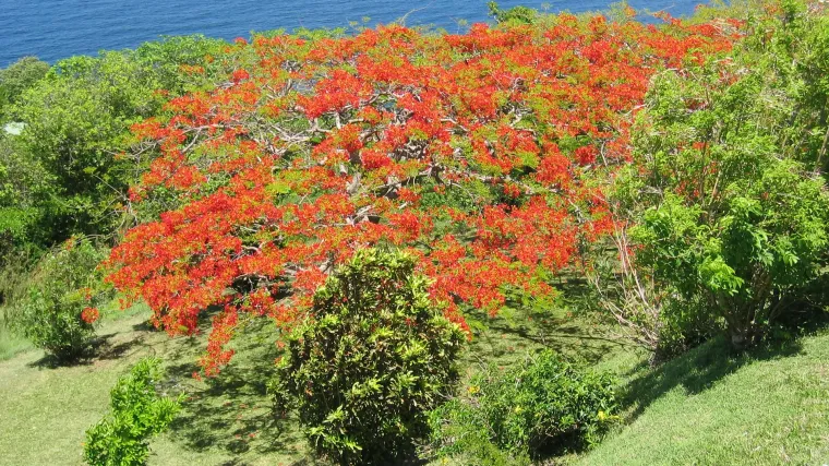 Ognjeno drvo - najljep&scaron;e brzorastuće drvo