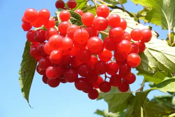 Brusnica vrste - uzgoj i ljekovitost brusnica