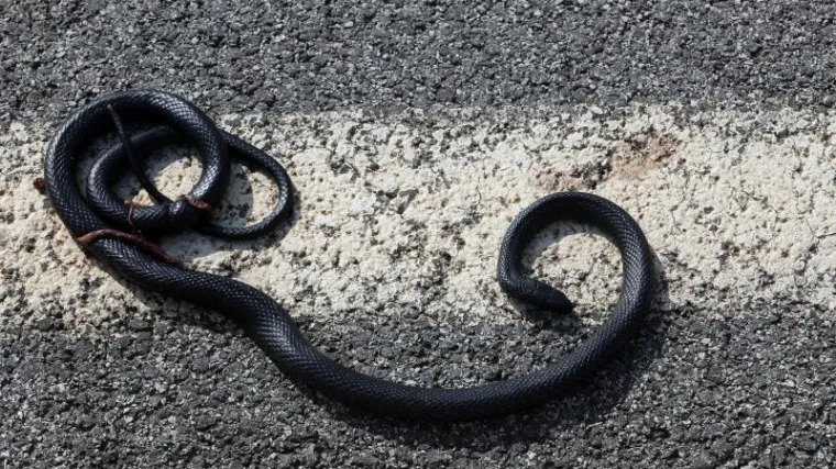 Šokantno buđenje uz zmiju: 'Ne znam kako ću sad moći leći u krevet od straha'