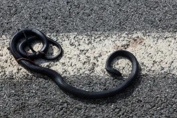 Šokantno buđenje uz zmiju: 'Ne znam kako ću sad moći leći u krevet od straha'