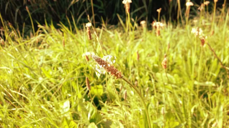 Trputac uskolisni - ljekoviti muški trputac
