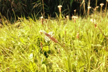 Trputac uskolisni - ljekoviti muški trputac