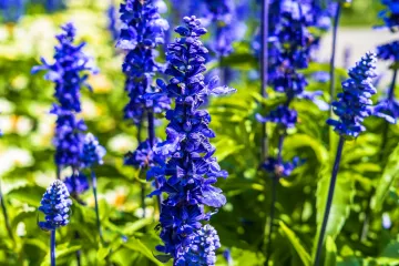 Znate li kako izgleda kadulja?