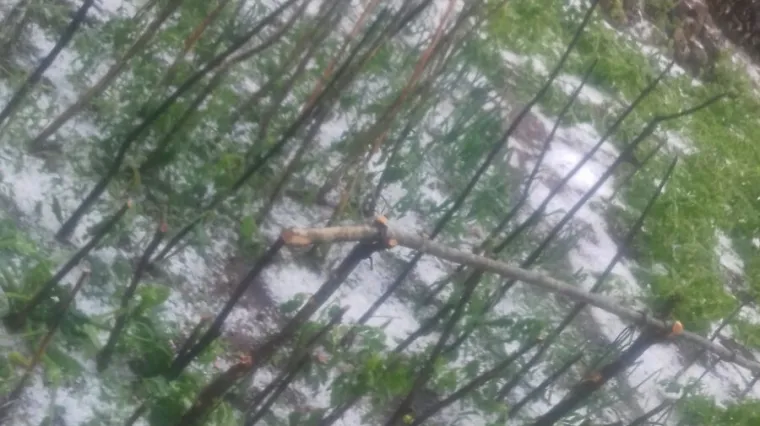 Stra&scaron;no nevrijeme u svega nekoliko minuta razorilo Imotsku krajinu: Padala je tuča veličine tre&scaron;nje