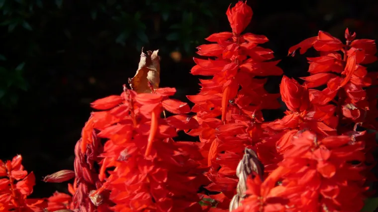 Znate li što je crvena kadulja?