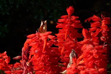 Znate li što je crvena kadulja?