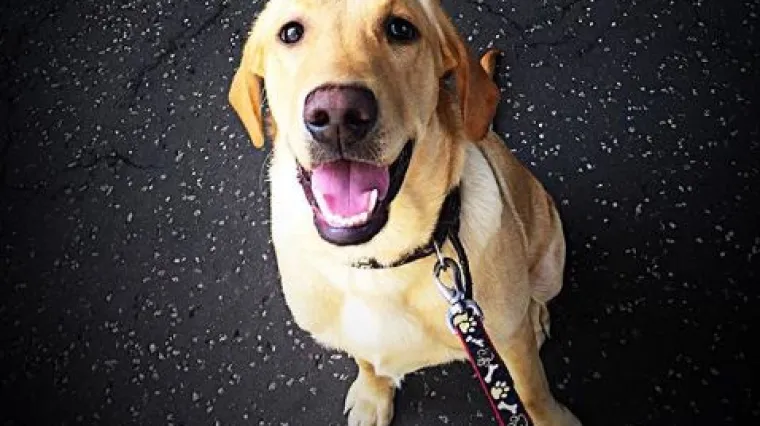 Vlasnik mu je snalažljivi dječak (15) koji već sad zarađuje vi&scaron;e od odraslih