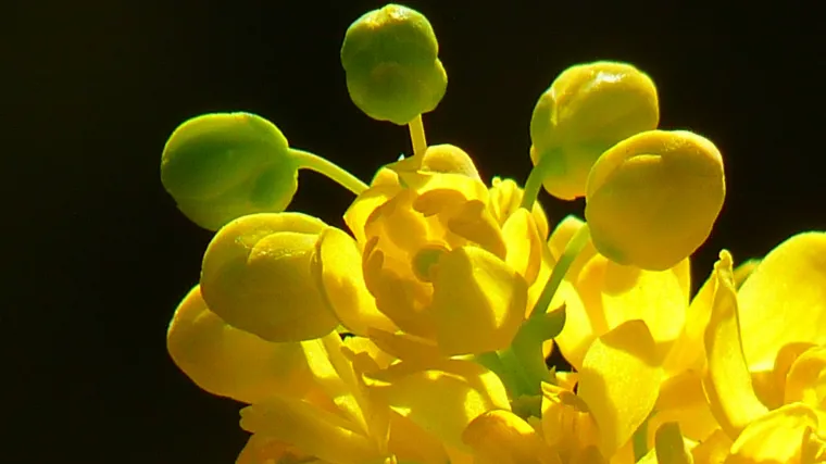 Mahonija razmnožavanje - što utječe na rast i razmnožavanje mahonije?