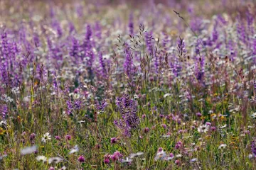 Znate li kad se bere kadulja?