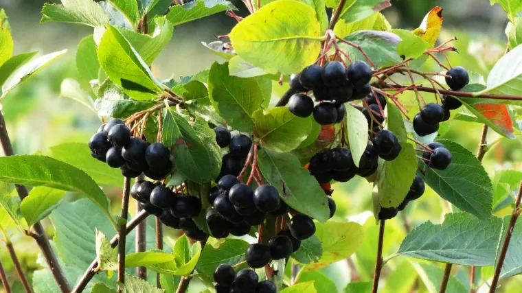 Orezivanje aronije - zaštita i uzgoj aronije