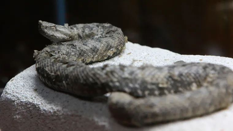 Poskok ju ugrizao dok je čistila grob: Tragedija izbjegnuta zahvaljujući po&scaron;taru koji je nai&scaron;ao