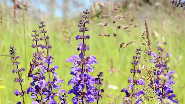 Divlja kadulja kao priznata ljekovita biljka