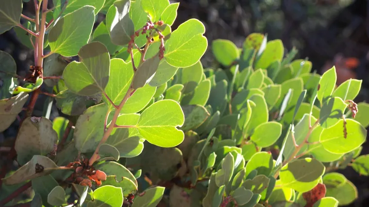 Medvjetka biljka - biljka koja liječi infekcije urinarnog trakta