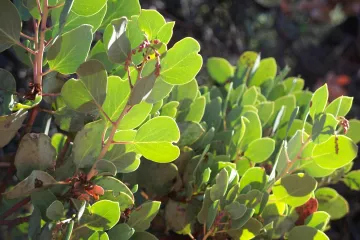 Medvjetka biljka - biljka koja liječi infekcije urinarnog trakta