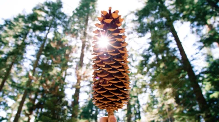 Koje je najbolje drveće za kisela tla?