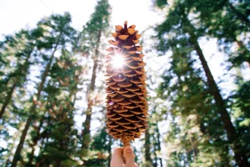 Koje je najbolje drveće za kisela tla?