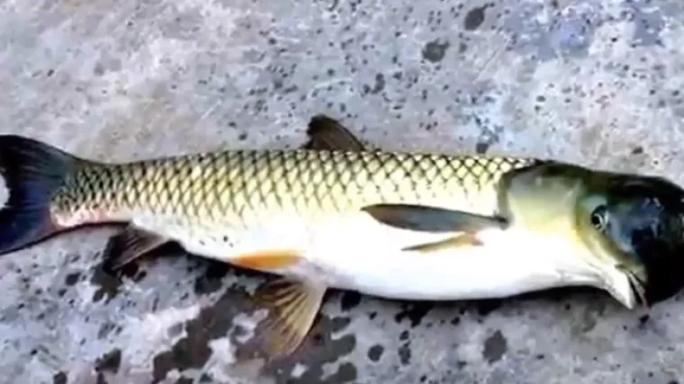 Ulov ovog ribolovca nikog nije ostavio ravodu&scaron;nim: &Scaron;takor-riba izazvala raspravu, radi li se o novoj vrsti?