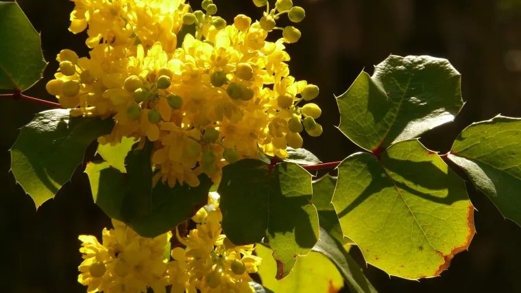 Mahonija orezivanje - kada i kako se orezuje mahonija
