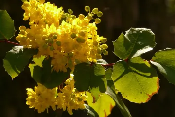 Mahonija orezivanje - kada i kako se orezuje mahonija