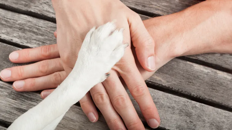 Dokaz da njihova odanost nema granica: Pas svaki dan svoju vlasnicu Sanju prati na posao i čeka 8 sati