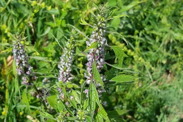 Znate li za što se koristi prava srčenica?