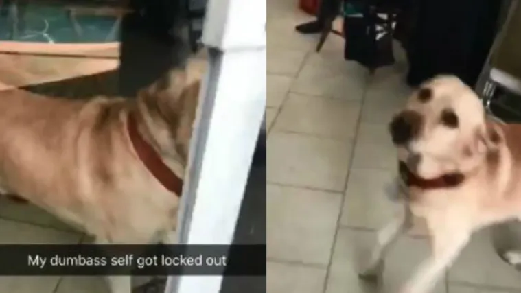 Video četveronožnog spasitelja uljep&scaron;ao nam je dan