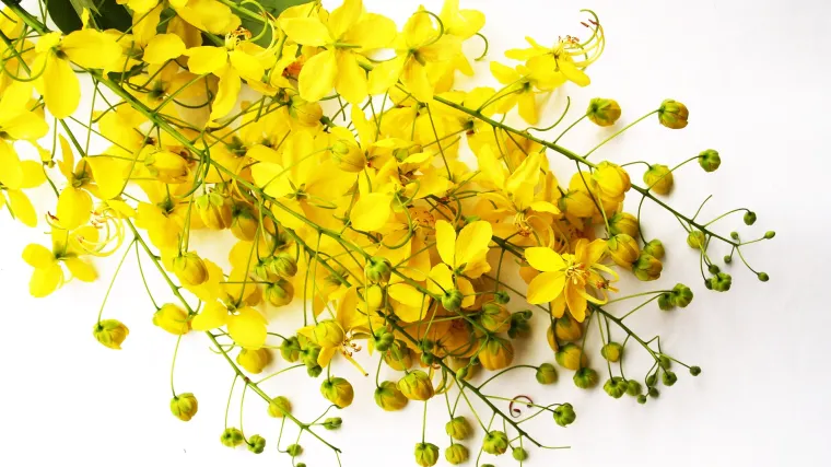 Sena biljka - biljka s kojom treba postupati razborito