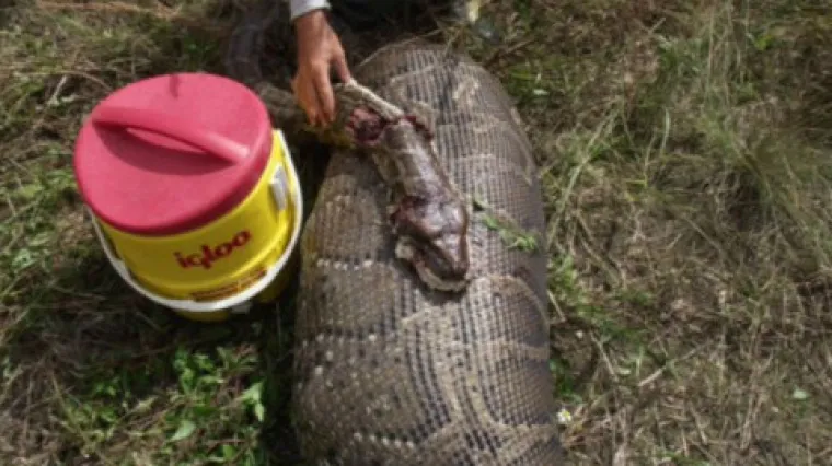 Susjedi u &scaron;oku: Ženu proždro golemi piton u blizini mjesta gdje je radila na polju