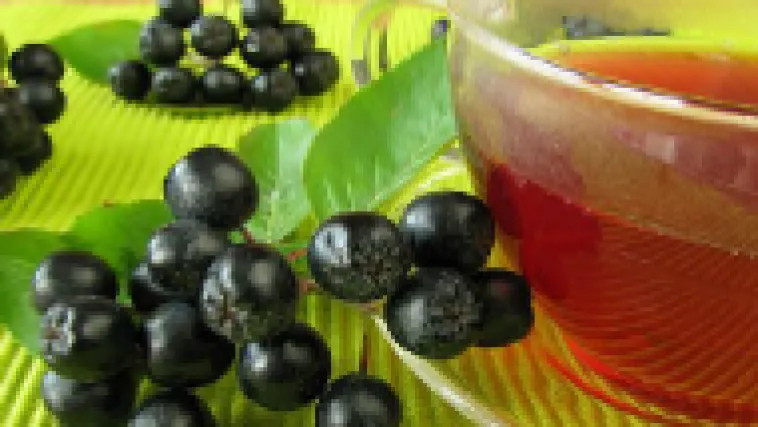 Znate li kako se sadi aronija?