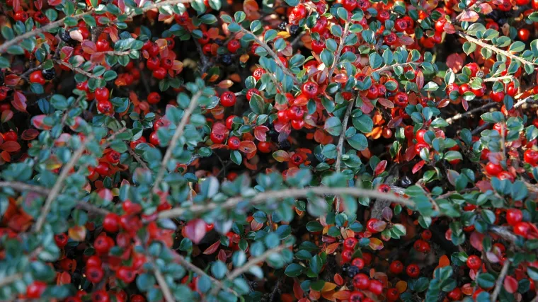 Mušmulica biljka - znate li kakva je to biljka?