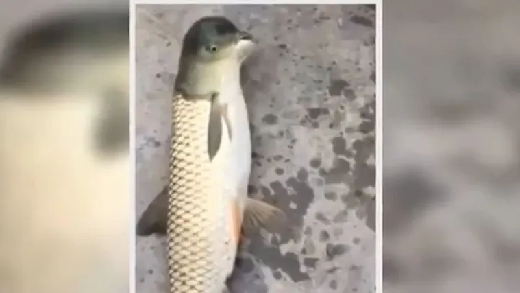 Mislio da je ulovio &scaron;arana, ali onda se &scaron;okirao