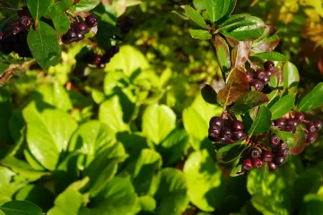 Crvena aronija kao riznica zdravlja
