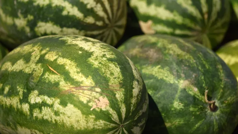 U Hrvatskoj se trenutno ne može kupiti domaća lubenica: 'Možete ih očekivati tek od vikenda'