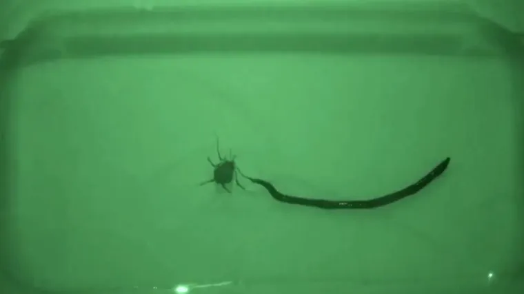 U zdjelu stavili pauka i crva, ishod epskog dvoboja mogao bi vas &scaron;okirati