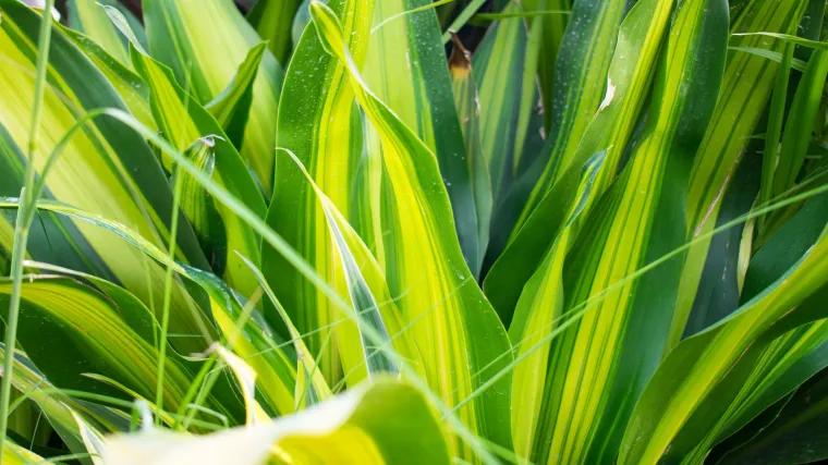 Kukuruzni zmajevac: prirodni pročišćivač zraka