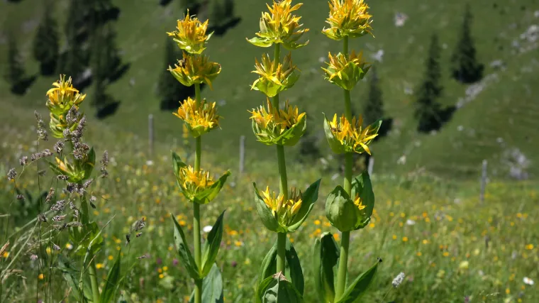 Encian biljka donosi spas kod želučanih tegoba