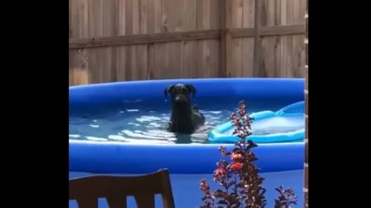 Reakcija kada ugleda vlasnika je neprocjenjiva