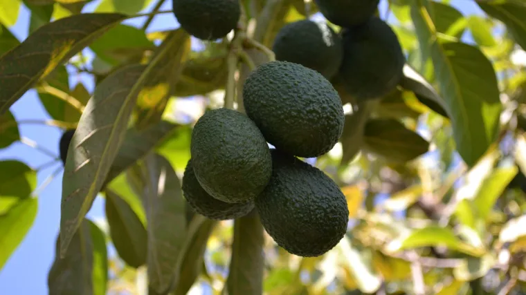 Avokado drvo koje mami poglede