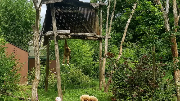 Utakmica s Islandom bit će neizvjesna, evo što je predvidio simpatični Kent
