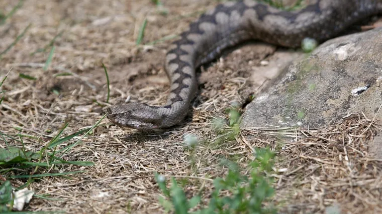 Trogodi&scaron;njaka ugrizla 'velika zmija' dok se igrao: Odmah je prevezen u KBC Split