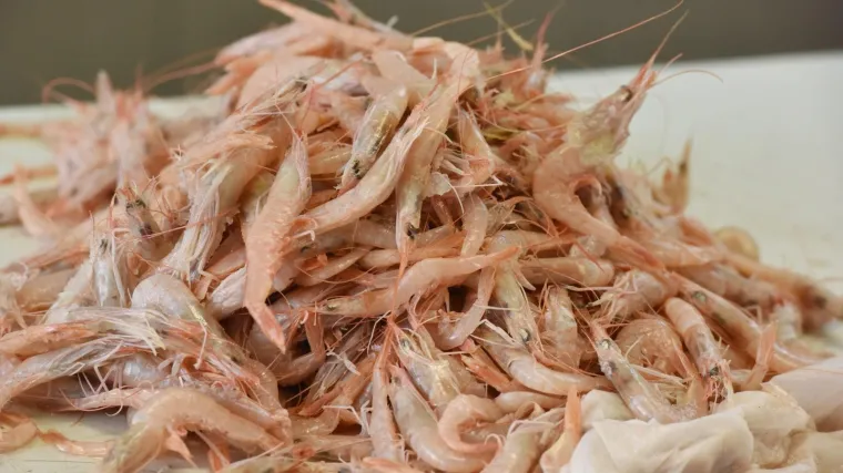 Mogli biste osjetiti mučninu: Opozivaju se pakiranja kozica EXQUISIT GARNELEN