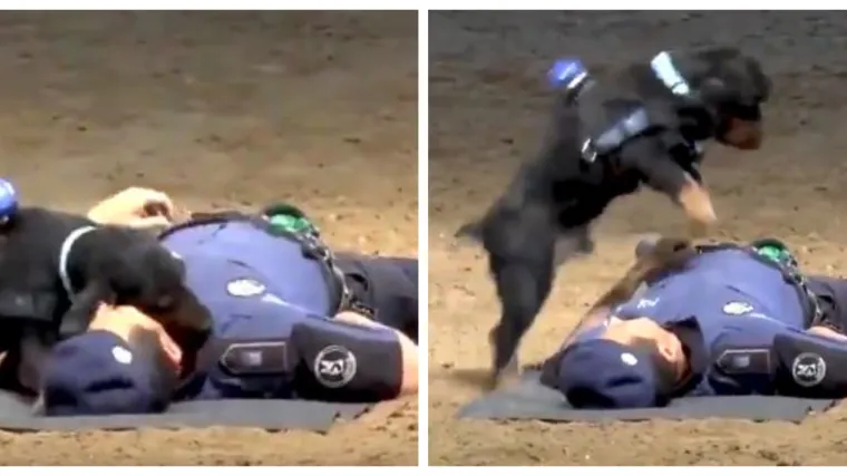 Najslađi i najpametniji: pogledajte kako psić pokazuje vježbe oživljavanja!