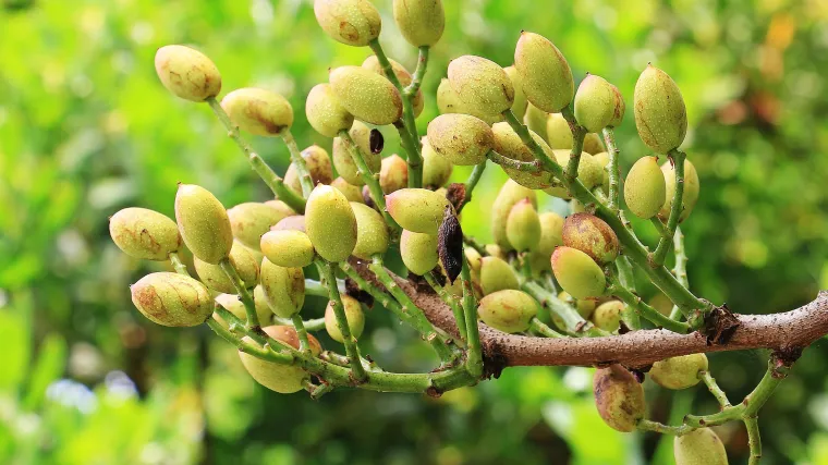 Pistacija: uzgoj pistacija u samo nekoliko koraka