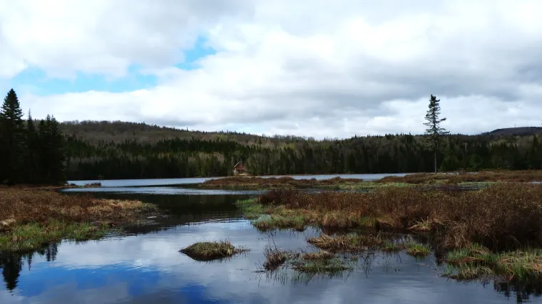 Borealna klima - Kakva je to klima i što je karakterizira?