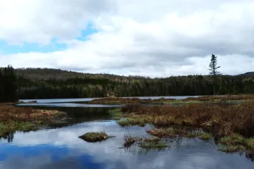 Borealna klima - Kakva je to klima i što je karakterizira?