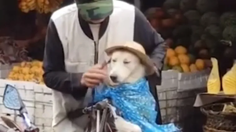 Iskrena ljubav između psa i gazde: Stariji gospodin za&scaron;titio životinjicu od ki&scaron;e, mi smo se rastopili