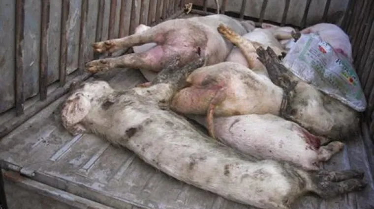 VIDEO Stravični požar progutao Agrokorovu farmu svinja: Radnici u strahu za posao