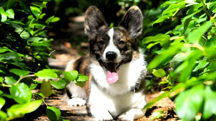 Mogli bi i ostali gradovi: U Vinkovcima besplatno čipiranje i cijepljenje pasa