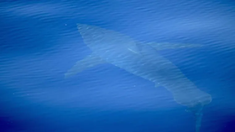 'Ovo je prvi put da ga vidimo nakon 30 godina'