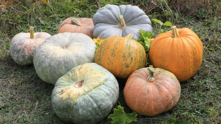 Prinčeva kruna: naučite sve o ovoj egzotičnoj tikvi